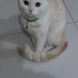 Foto del gato perdido en Bharia Town