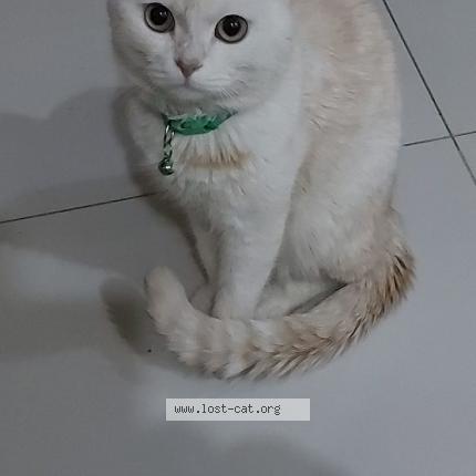 Foto 1/1 Oreo Chat perdido en Bharia town