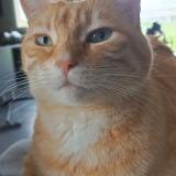 Foto del gato perdido en Azay Sur Cher