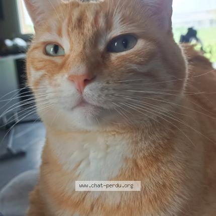 Foto 1/1 Caramel Chat perdido en Azay sur cher