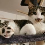 Foto del gato perdido en Chaillevette