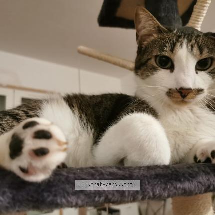 Foto 1/1 Pearl Chat perdido en Chaillevette