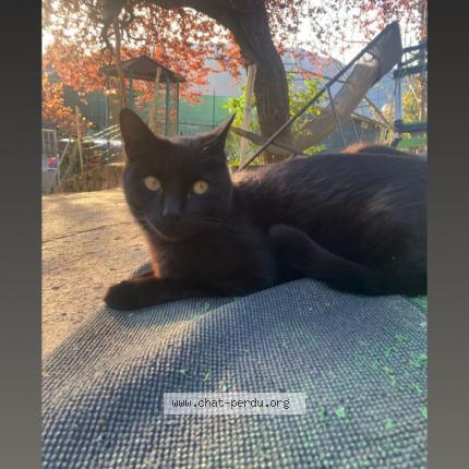 Foto 1/1 Winny Chat perdido en Marseille