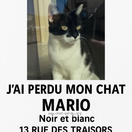 Foto 1/1 Mario Chat perdido en Bassan