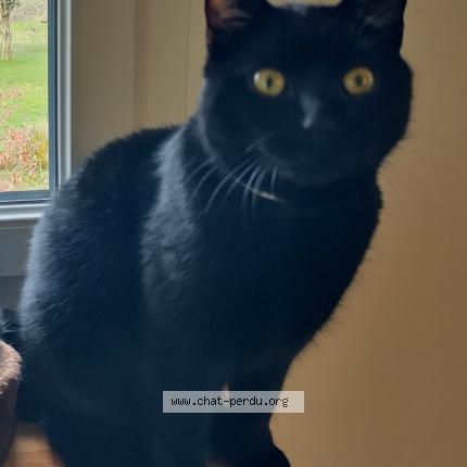 Foto 1/1 Loki Chat perdido en Saint hymer