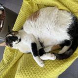 Foto del gato perdido en Echalas