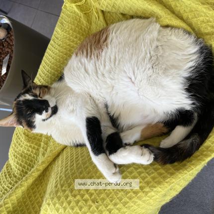 Foto 1/1 Wendy Chat perdido en Echalas