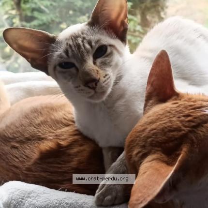 Foto 1/1 Volga Chat perdido en Ormesson sur marne