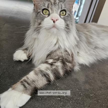 Foto 1/4 Tao Chat perdido en Nivelles