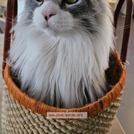 Foto 2/4 Tao Chat perdido en Nivelles