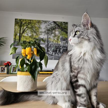 Foto 3/4 Tao Chat perdido en Nivelles