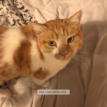 Foto 1/1 Squatteur Chat perdido en Chatuzange le goubet