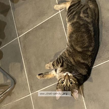 Foto 1/1 Ares Chat perdido en Salon de provence