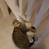 Foto del gato perdido en La Salvetat St Gilles