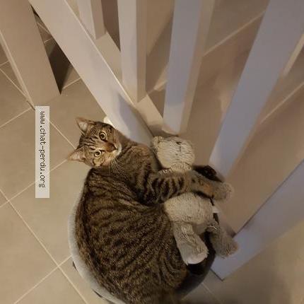 Foto 1/1 Joï Chat perdido en La salvetat st gilles