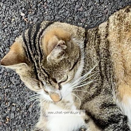 Foto 1/1 Gato encontrado Encontrado en Malakoff