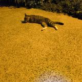 Foto de gato encontrado en Rennes