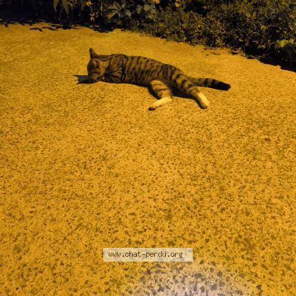 Foto 1/1 Gato encontrado Encontrado en Rennes