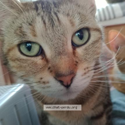 Foto 1/1 Cassandra Chat perdido en St hilaire