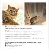 Foto del gato perdido en Lys Lez Lannoy
