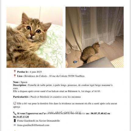 Foto 1/1 Spoon Chat perdido en Lys lez lannoy