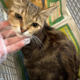 Foto de gato encontrado en Erquinghem Lys