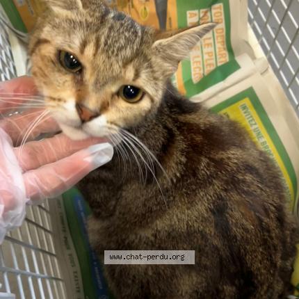 Foto 1/1 Gato encontrado Encontrado en Erquinghem lys