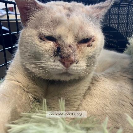 Foto 1/1 Gato encontrado Encontrado en Tourcoing