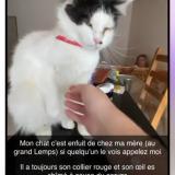 Foto del gato perdido en Le Grand Lemps