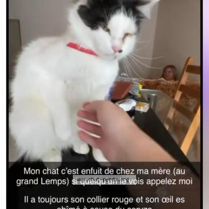 Foto 1/1 Sky Chat perdido en Le grand lemps