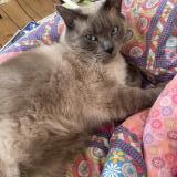 Foto del gato perdido en Roubaix