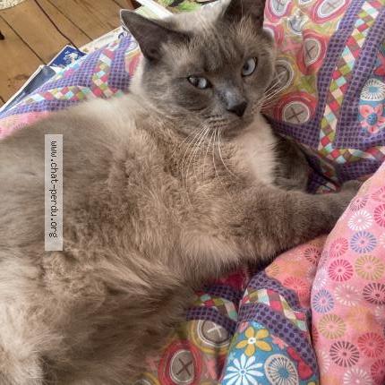 Foto 1/1 Tito Chat perdido en Roubaix