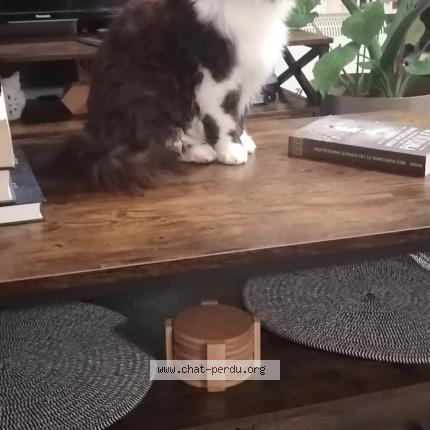 Foto 1/3 HARMONIE Chat perdido en St hilaire sous romilly