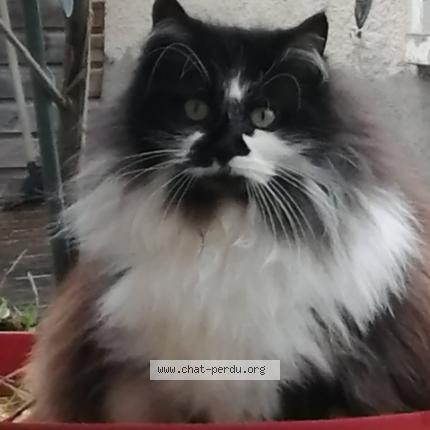 Foto 3/3 HARMONIE Chat perdido en St hilaire sous romilly