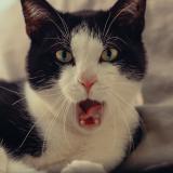 Foto del gato perdido en Orbe