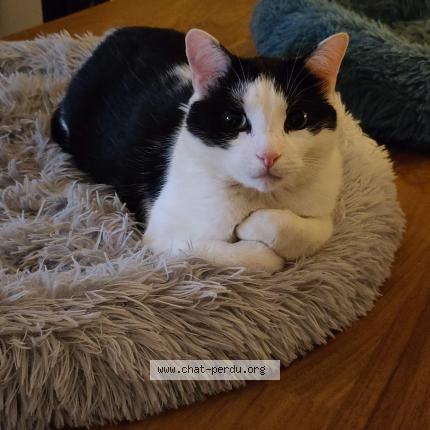 Foto 1/1 Gato encontrado Perdido en Bruxelles ville