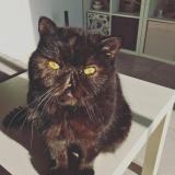 Foto del gato perdido en Pouillon