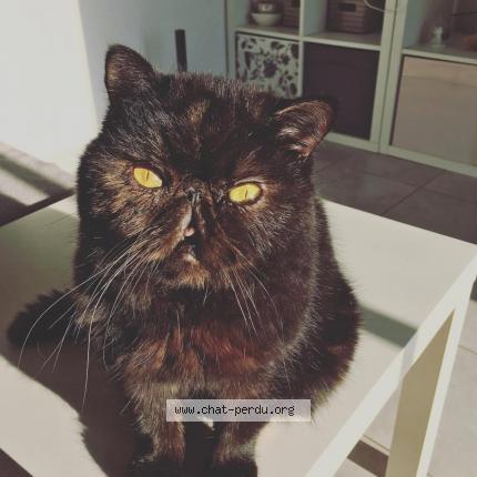 Foto 1/1 Isis Chat perdido en Pouillon