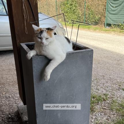 Foto 1/1 Luna Chat perdido en Bons en chablais