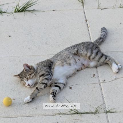 Foto 1/1 ANGIE Chat perdido en Roquebrune