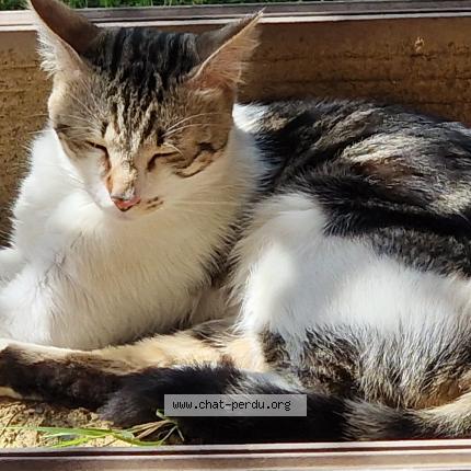 Foto 1/1 Gato encontrado Encontrado en Toulouse