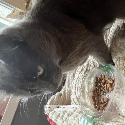 Foto 1/1 Lilly Chat perdido en Douai