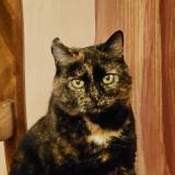 Foto del gato perdido en Cornant