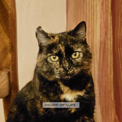 Foto 1/1 Nala Chat perdido en Cornant