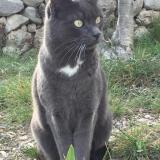 Foto del gato perdido en Peypin