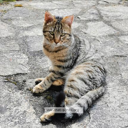 Foto 1/3 Inconnu Chat perdido en Limoges