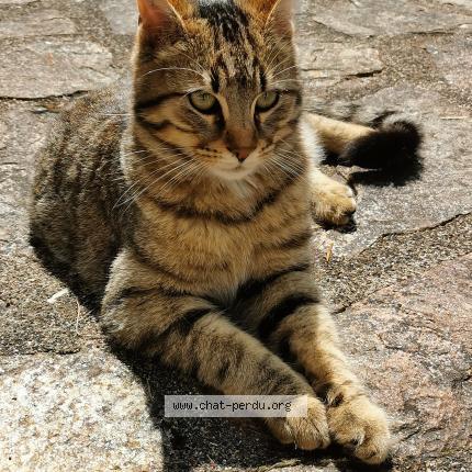 Foto 2/3 Inconnu Chat perdido en Limoges