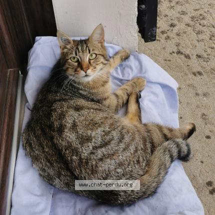 Foto 3/3 Inconnu Chat perdido en Limoges