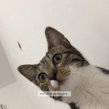 Foto 1/1 Zélia Chat perdido en Dijon