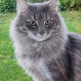 Foto del gato perdido en Plogonnec